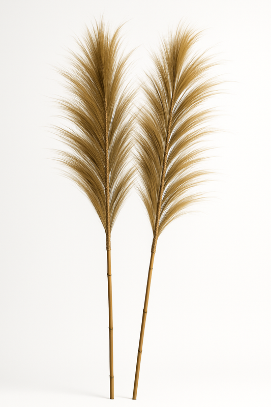 Two dried pampas grass stalks on a white background