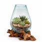 Handblown Glass Bowl on Natural Driftwood – One of a Kind Organic Decor | Nusa